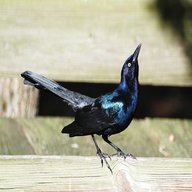 grackle for sale