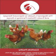 chicken incubators for sale