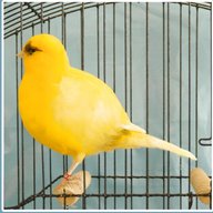 border canary for sale