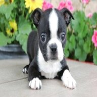 boston terrier puppies for sale