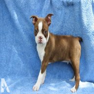 boston terrier puppies ready adoption for sale