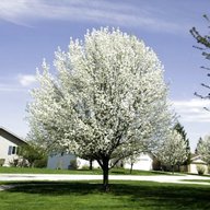 pear trees for sale