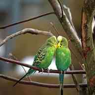 pair budgies for sale