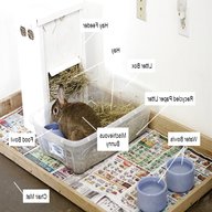 pets home rabbit for sale