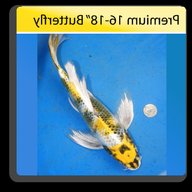 butterfly koi for sale