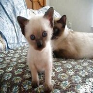 seal point kittens for sale
