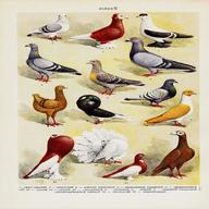 pigeon antique for sale