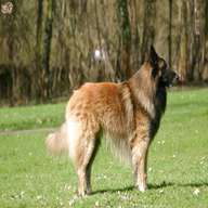 belgian shepherd dog for sale