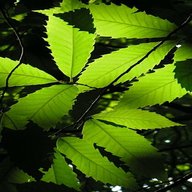 american chestnut for sale
