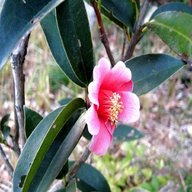 camellia plant for sale