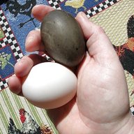 cayuga duck eggs for sale