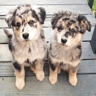 shepherd puppies for sale