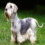 cesky terrier for sale