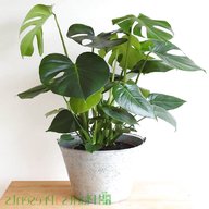 cheese plant for sale
