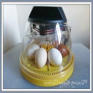 incubator chicken eggs for sale
