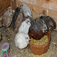 chinese painted quail hatching eggs for sale
