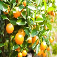 citrus tree plant for sale