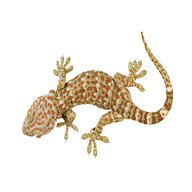 gekko for sale