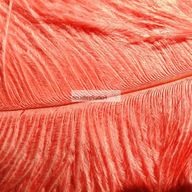coral feathers for sale
