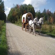 carriage horses for sale