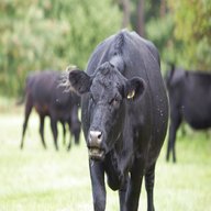 angus cattle for sale