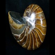 nautilus fossil for sale