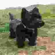 west highland terrier black for sale