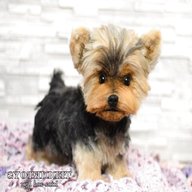 toy yorkshire terrier for sale