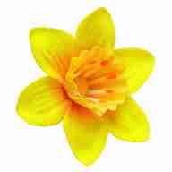 marie curie daffodil for sale
