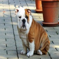 miniature british bulldog for sale