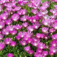 ice plant for sale
