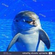 delphin for sale