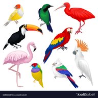 exotic birds for sale