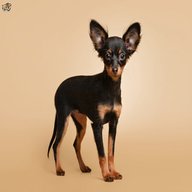 russian toy terrier for sale