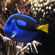 pacific blue tang for sale