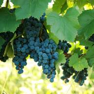 grape vineyard for sale