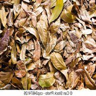 dried leaves for sale