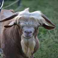 billy goat for sale