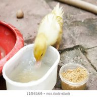 duckling food for sale