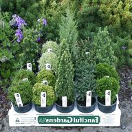 miniature garden trees for sale