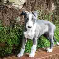 whippet puppies for sale
