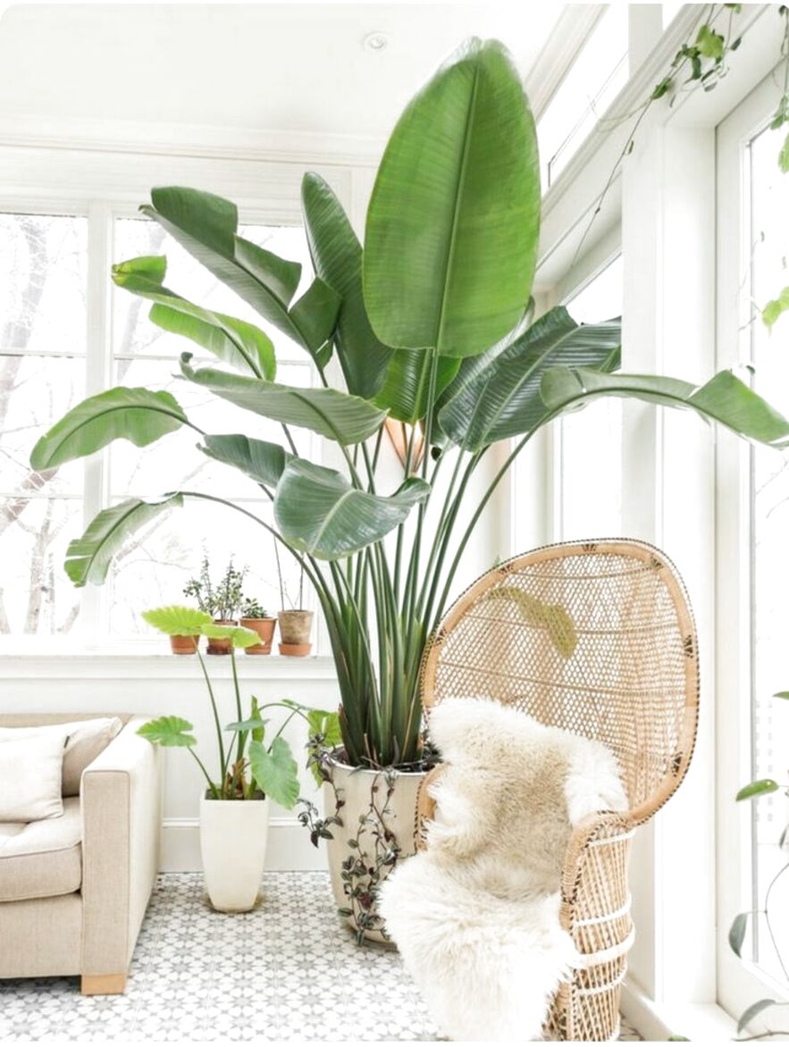 Large House Plants for sale in UK | 95 used Large House Plants