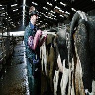 ultrasound scanner cows for sale