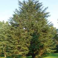 cedar trees for sale