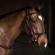 comfort bridle for sale