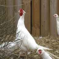 white pheasant hatching eggs for sale