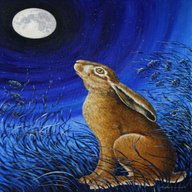 moon gazing hare for sale