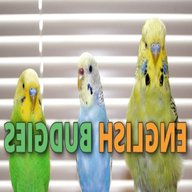 english budgie for sale