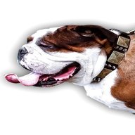 english bulldog collar for sale