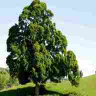 english oak tree for sale